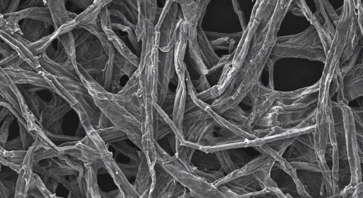 木質纖維的特寫