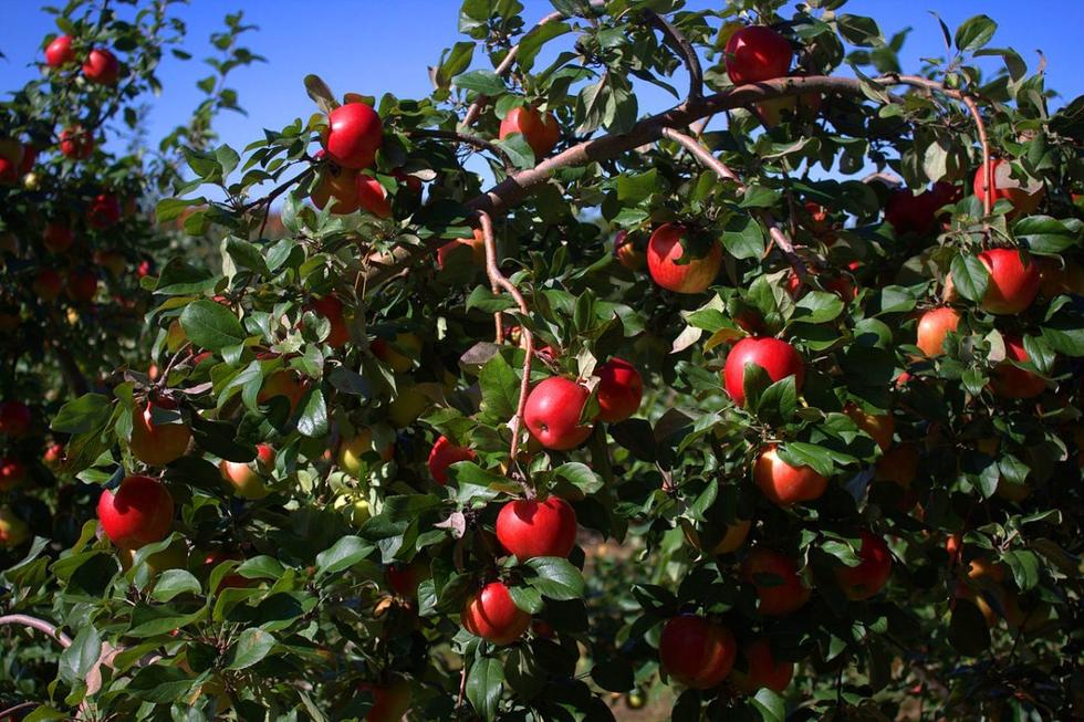 喬布斯鮮為人知的13個(gè)秘密：首份工作在蘋果園 