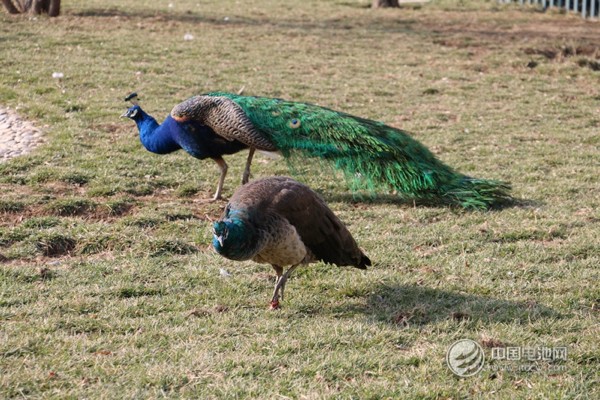 海德新能汽車廠區萌寵