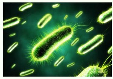 美國研發(fā)出可持久供電的細(xì)菌太陽能電池 傳統(tǒng)光伏發(fā)電方式或被顛覆？