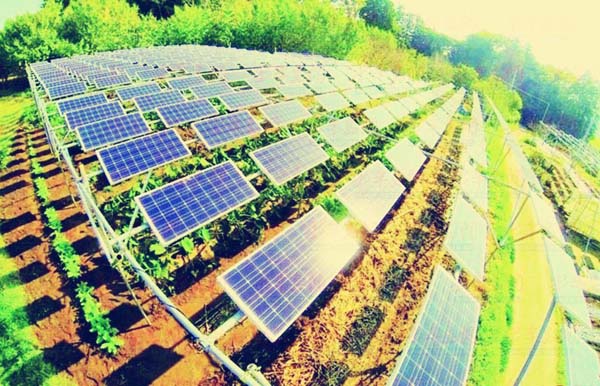 政策加碼光伏農(nóng)業(yè) 或成產(chǎn)業(yè)新興藍(lán)海