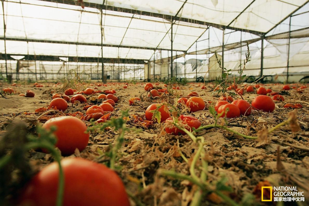 沒電了？讓番茄和土豆來上！