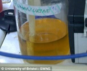 英發明“尿液電池” 半升尿液可為智能機充電3小時