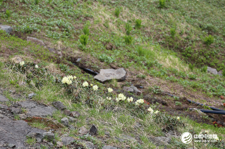 長白山西坡風光