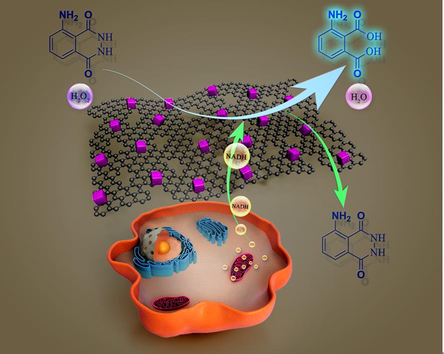 多孔石墨烯/氧化亞銅復合材料用于NADH的檢測