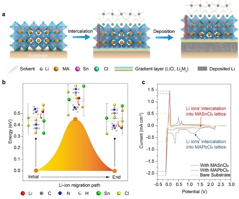 中國科大等在金屬鹵化物鈣鈦礦導鋰層穩定鋰電池方面取得進展