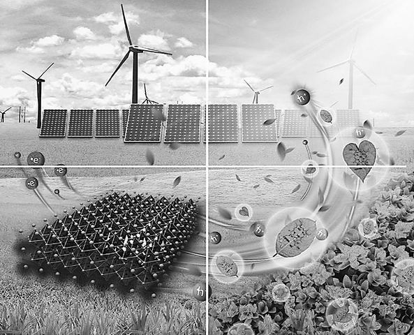 葉綠素太陽能電池示意圖 李娜制圖