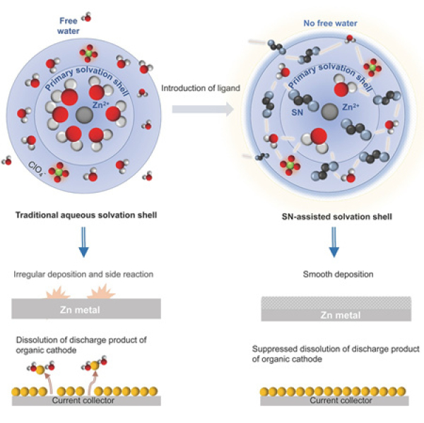 水合熔鹽電解質與傳統水系電解質的溶劑化結構對比示意圖 