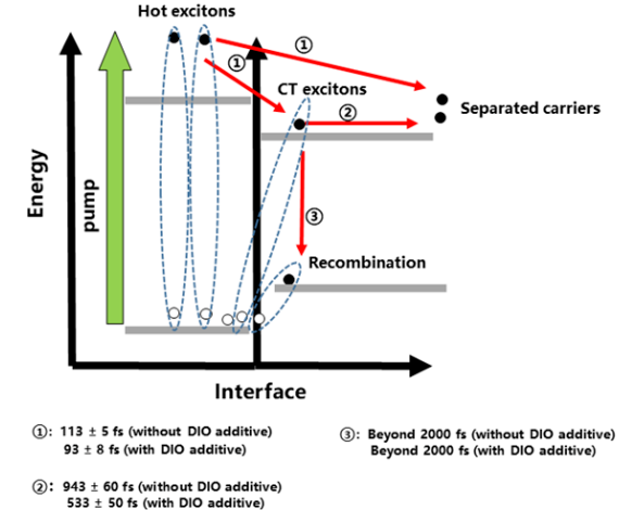  體異質結薄膜（P51:PC71BM）中超快動力學示意圖