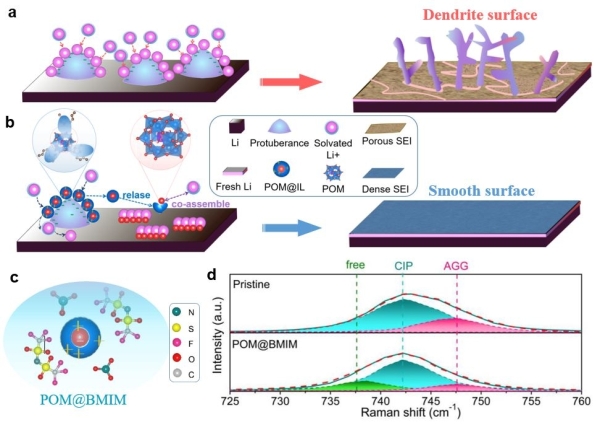 上海硅酸鹽所鋰金屬電池雙功能電解液設(shè)計(jì)研究獲進(jìn)展